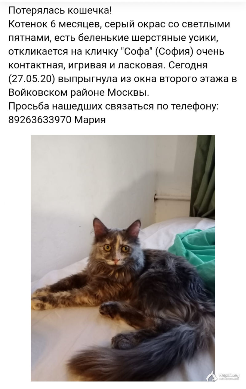 Пропала кошка Войковский район
