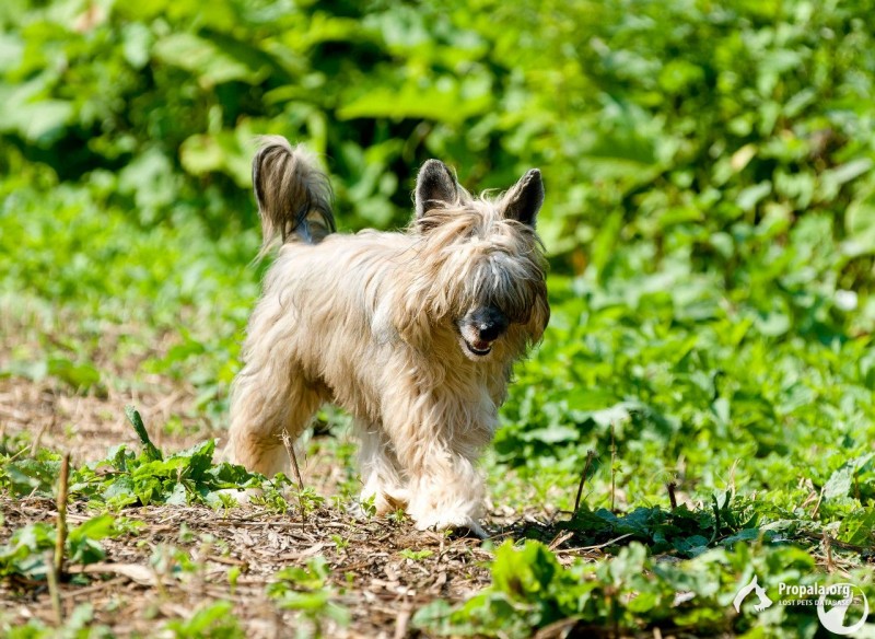 пропал пуховый мальчишка кхс