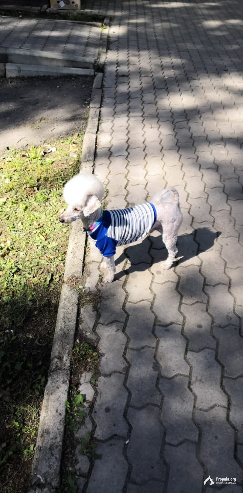 Пропала собака!!! За вознаграждение!