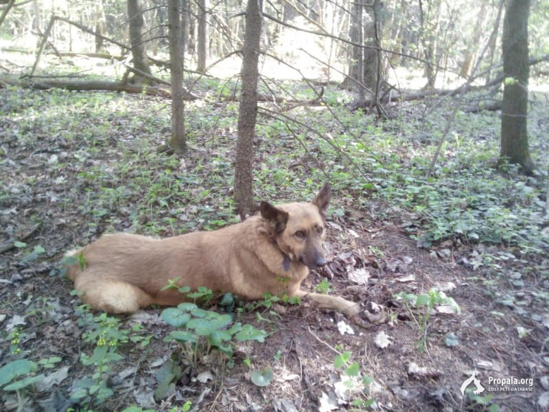 Найдена собака в лесопарке "Лосиный остров"