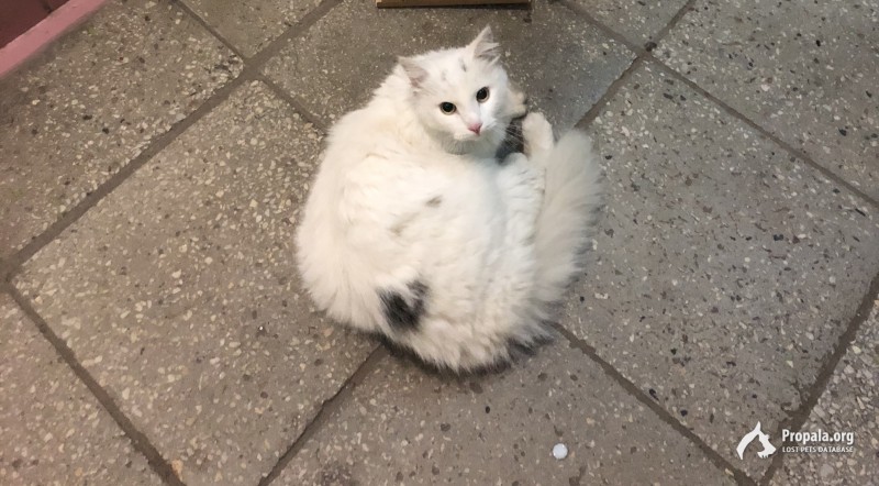 Найден белая кот/кошка