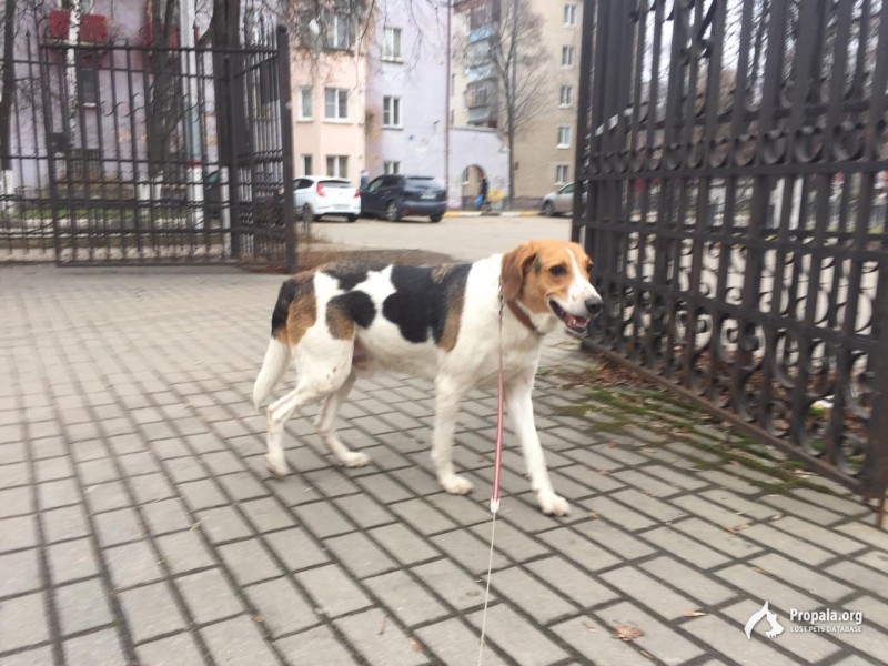 Найдена собака, 15.11.19, породы гончая. Сергиев Посад