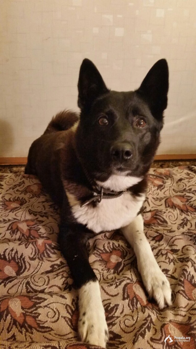 Пропала собака