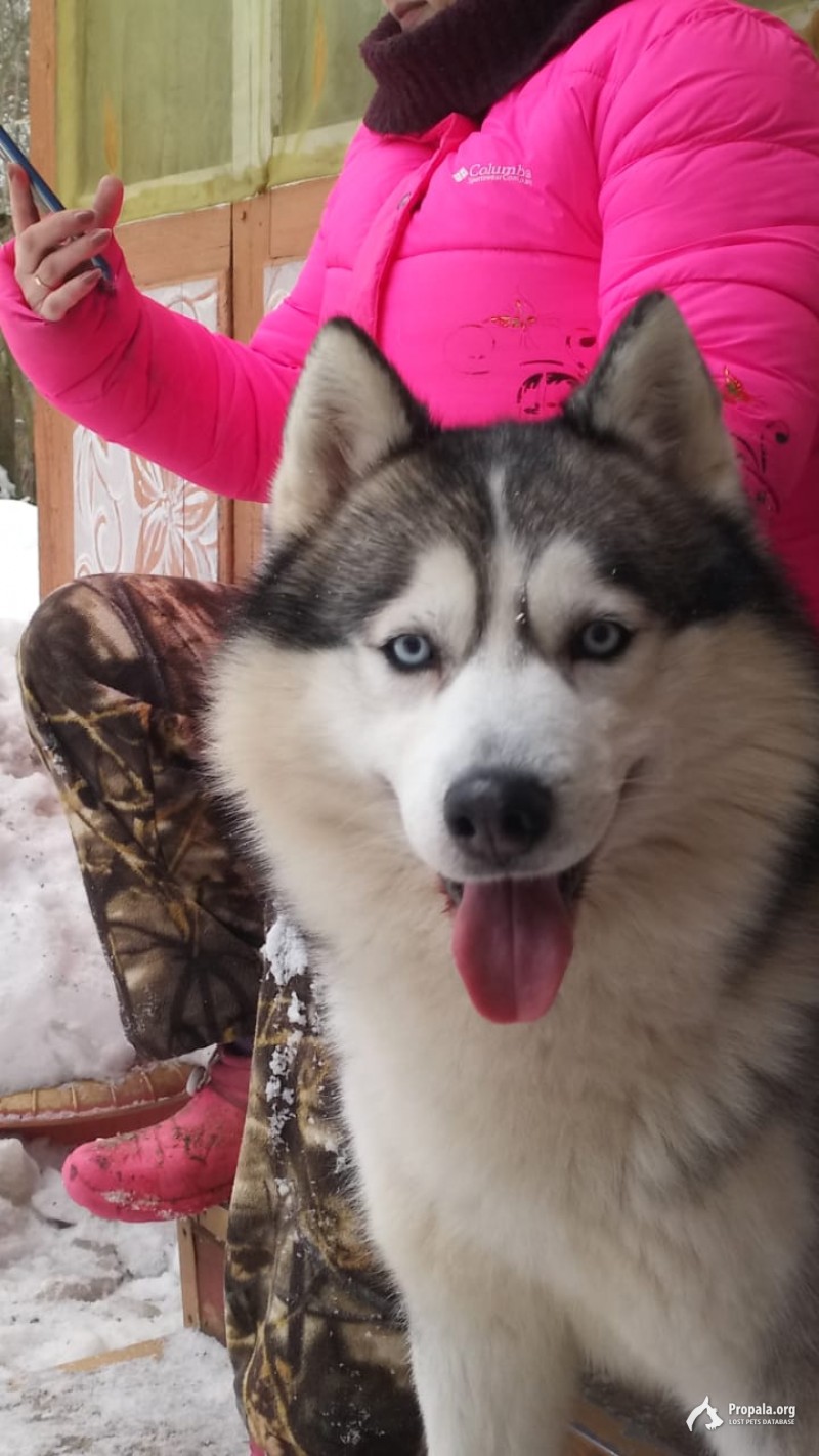 Пропал кобель сибирской хаски Тор в районе Родники МО!