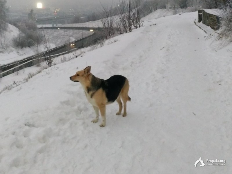 Пропала собака, в районе улицы малой Ямской.