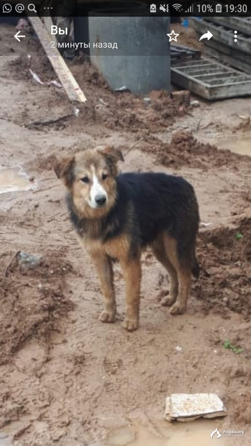 Пропала собака мкр Белые Столбы (Домодедово)