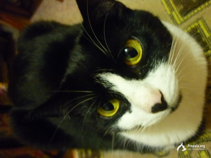 Пропала кошечка