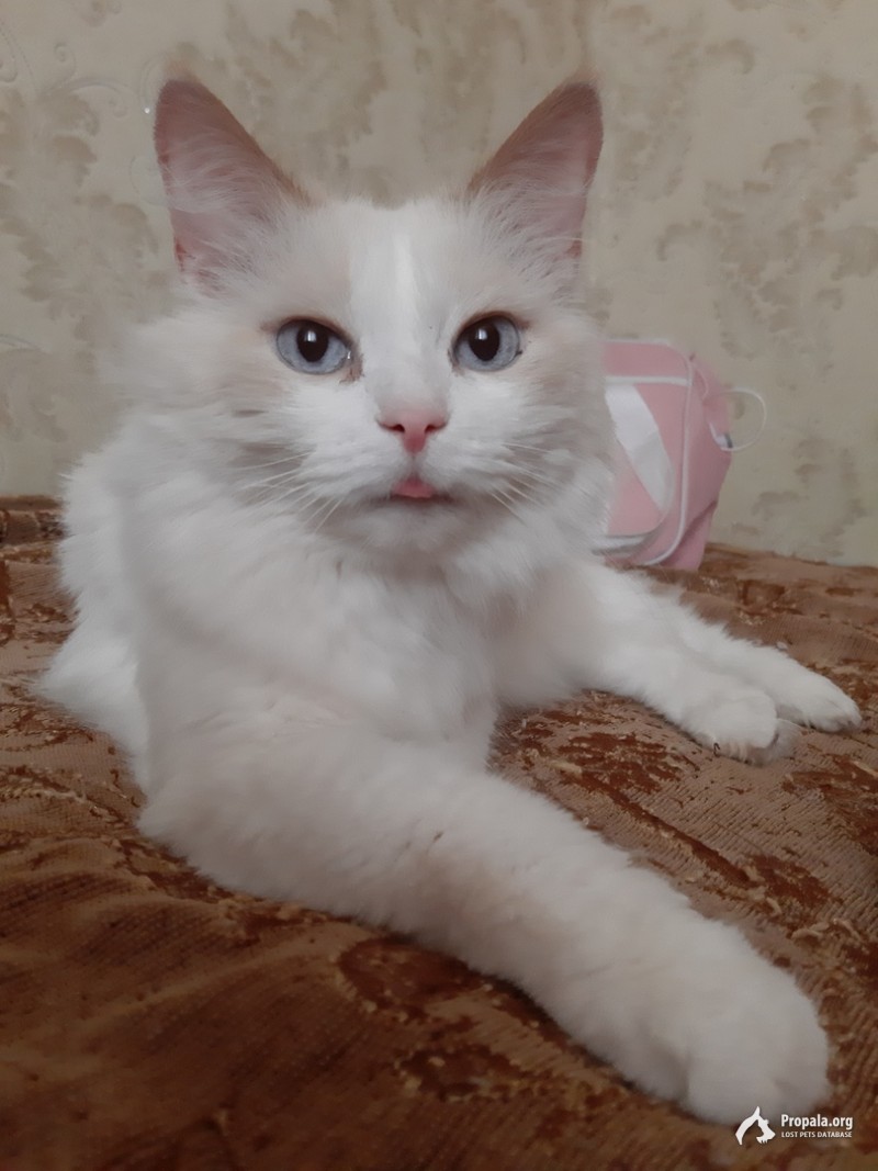 ПРОПАЛ БЕЛЫЙ ПУШИСТИК