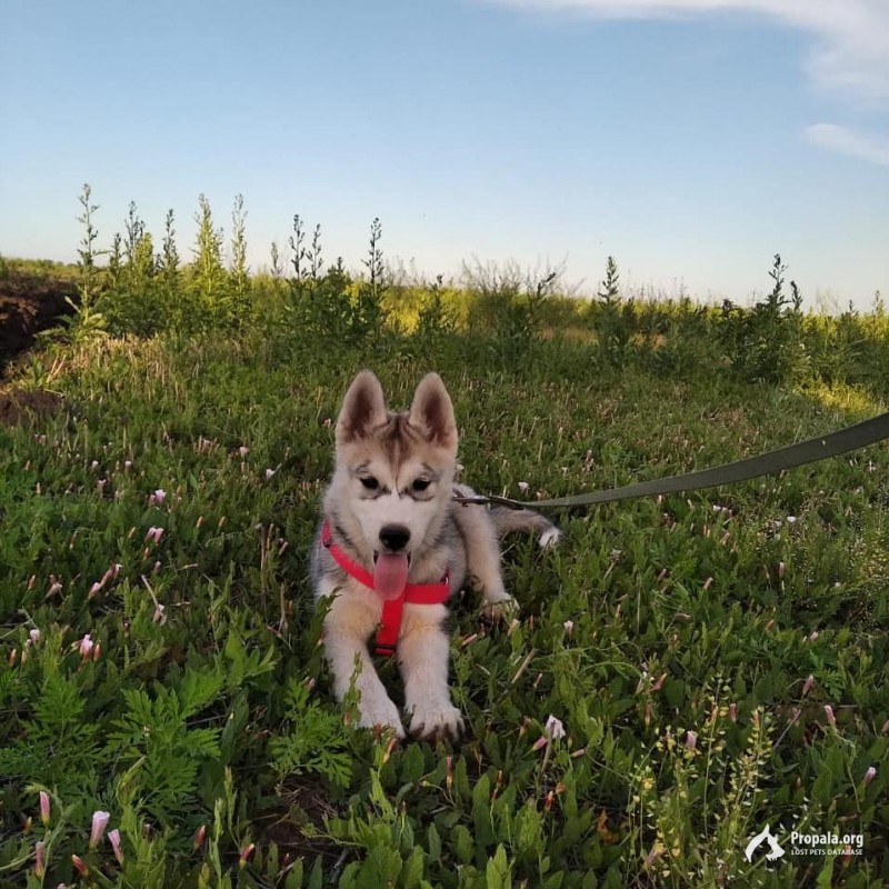 Пропал щенок хаски, девочка.