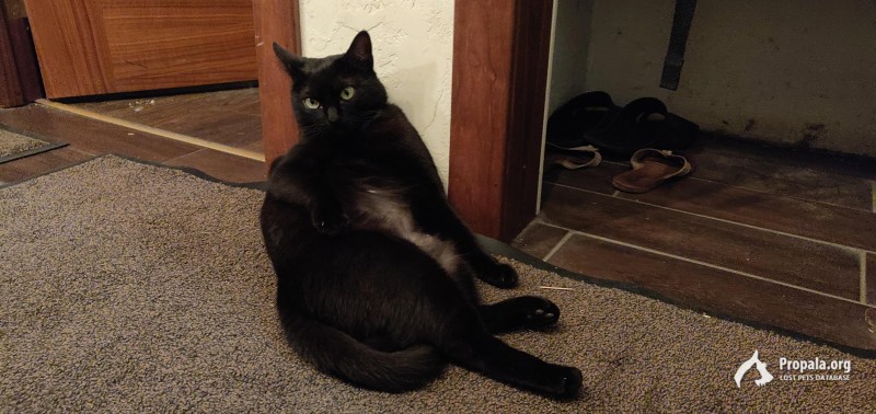 Пропала любимица!!