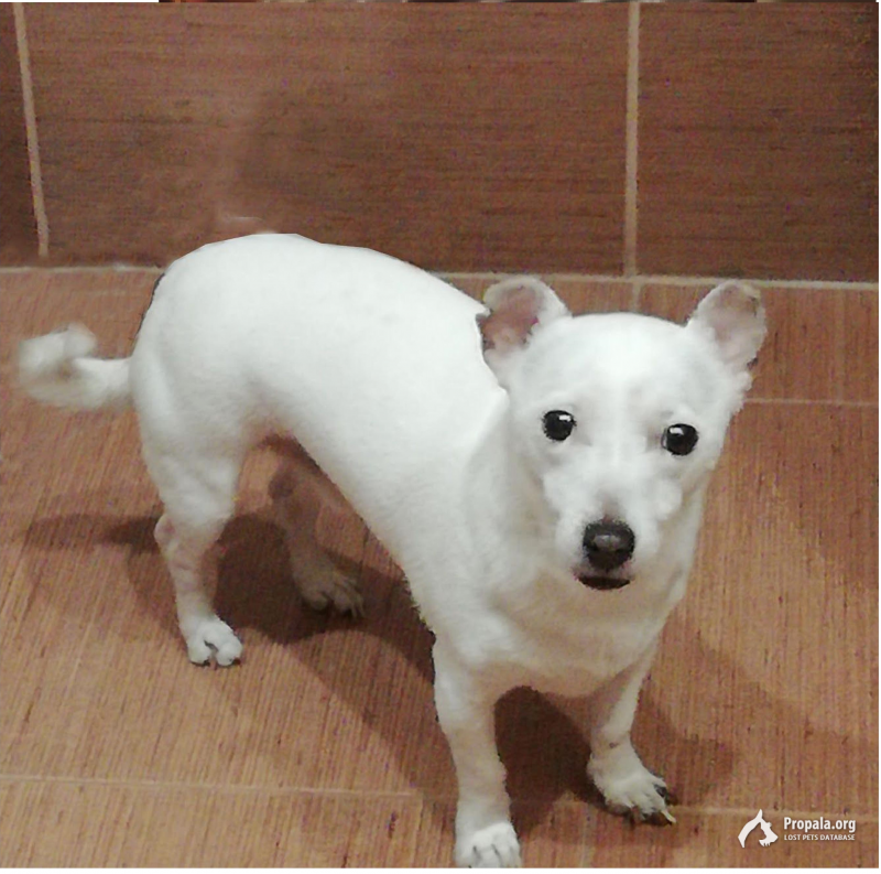 Пропал Джек Рассел