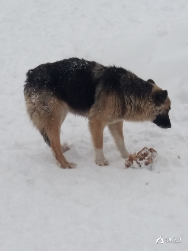 Найдена овчарка