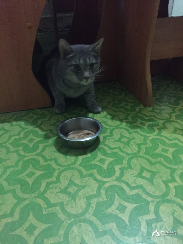 Потерялась кошка!