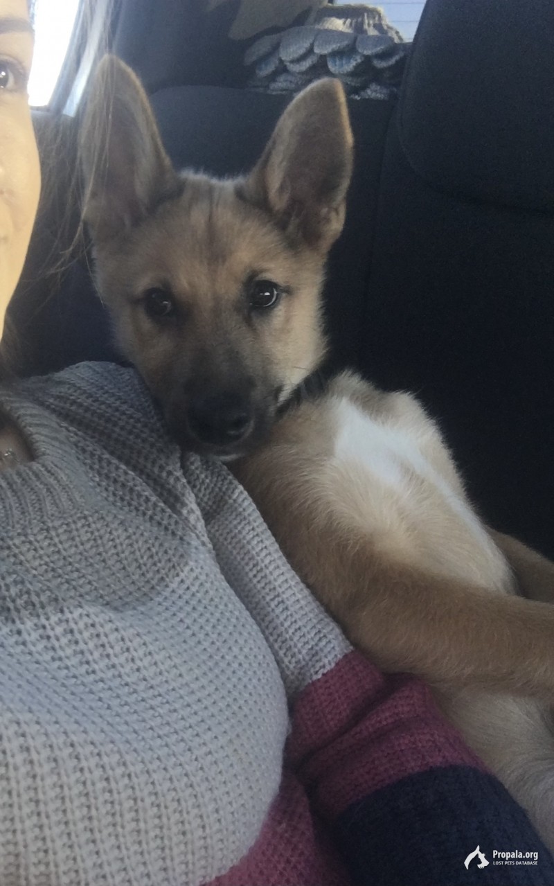 Пропала собака!