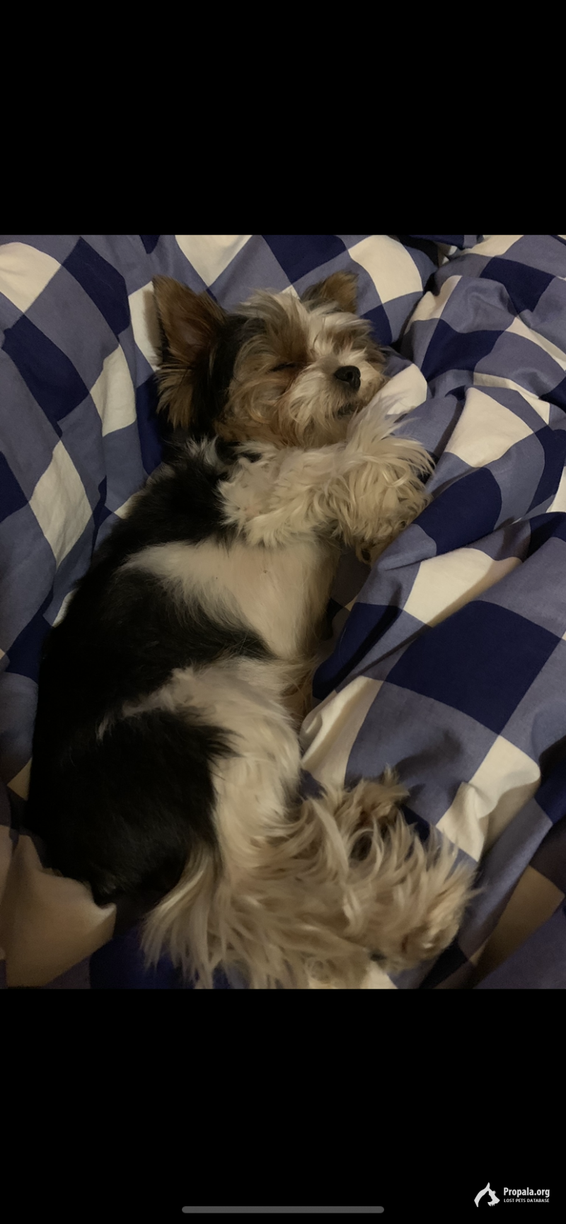 Пропала собака - Бивер