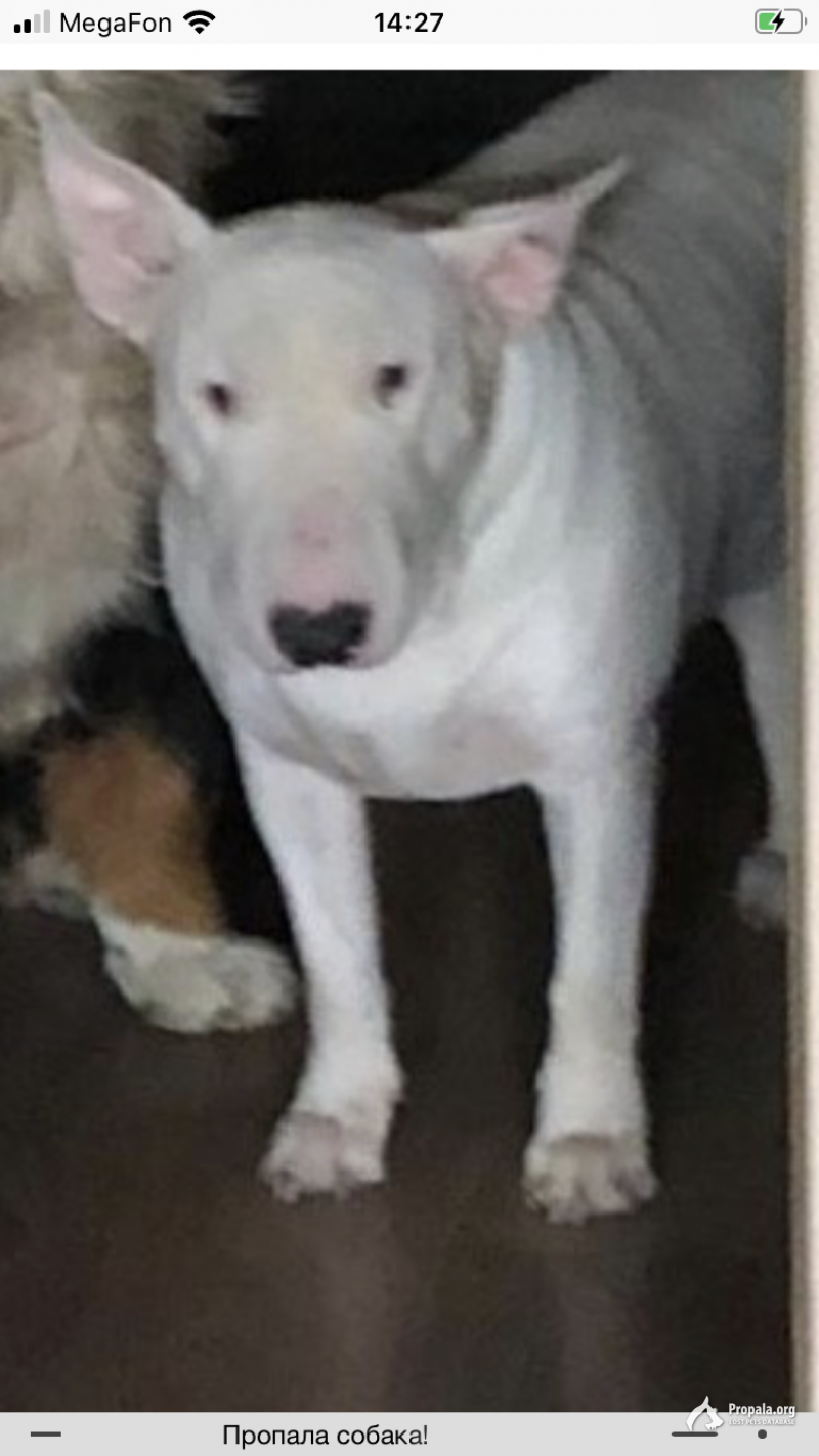 ПРОПАЛ БУЛЬТЕРЬЕР