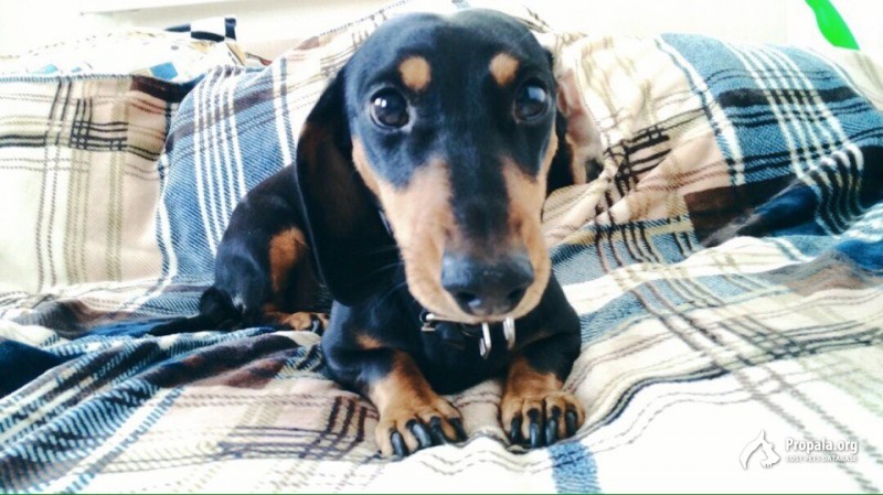 ПРОПАЛА СОБАКА ТАКСА