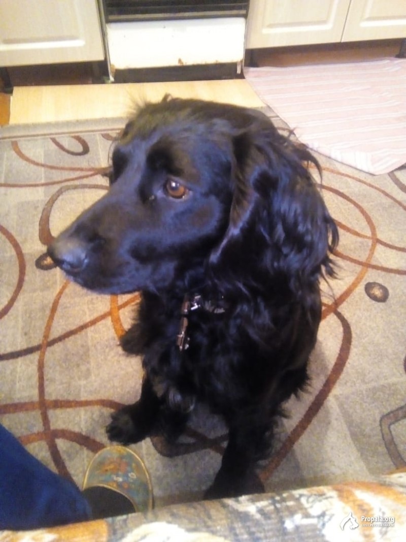 Найдена собака, вероятно спаниель