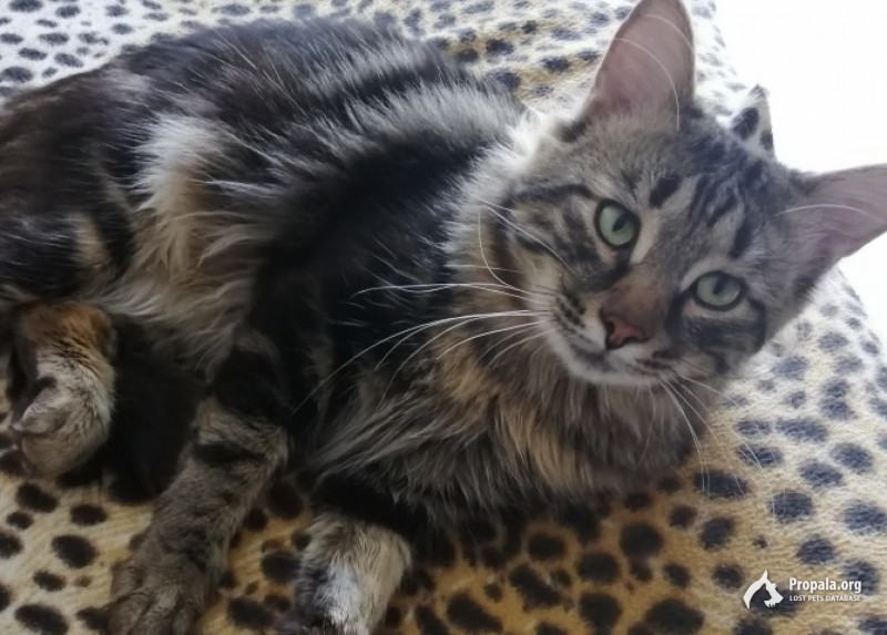 Пропал любимец семьи!