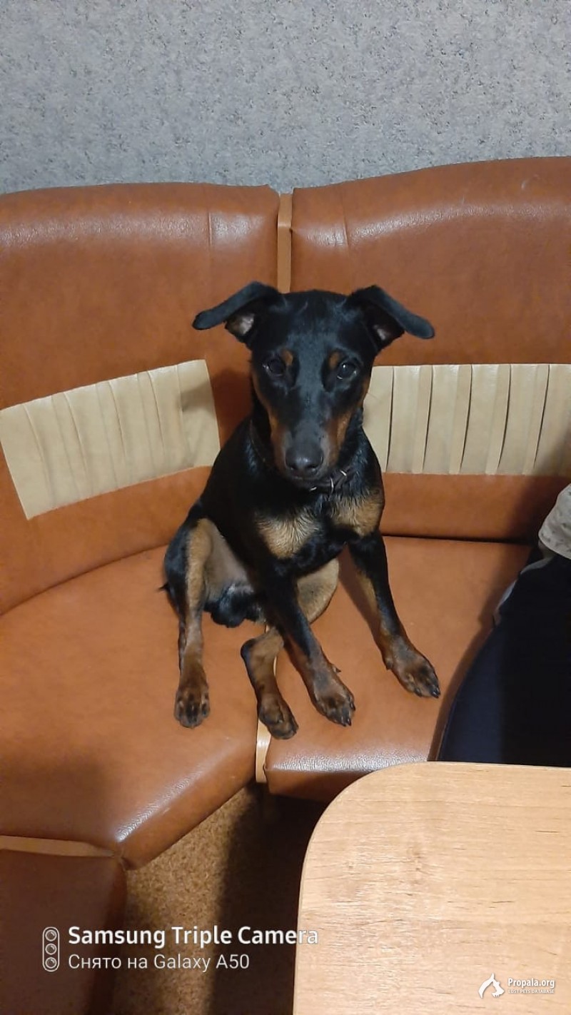 Пропала собака