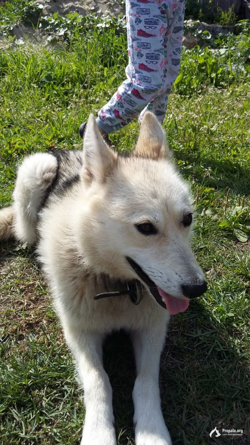 Найдена молодая лайка
