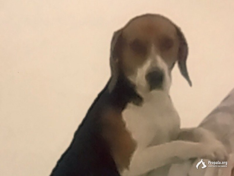 Эстонская гончая