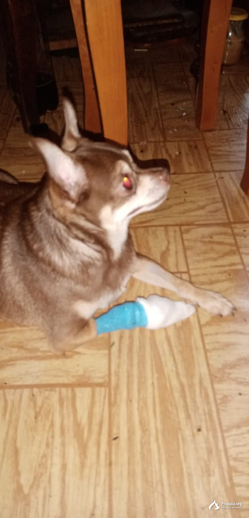 ПРОПАЛА СОБАКА