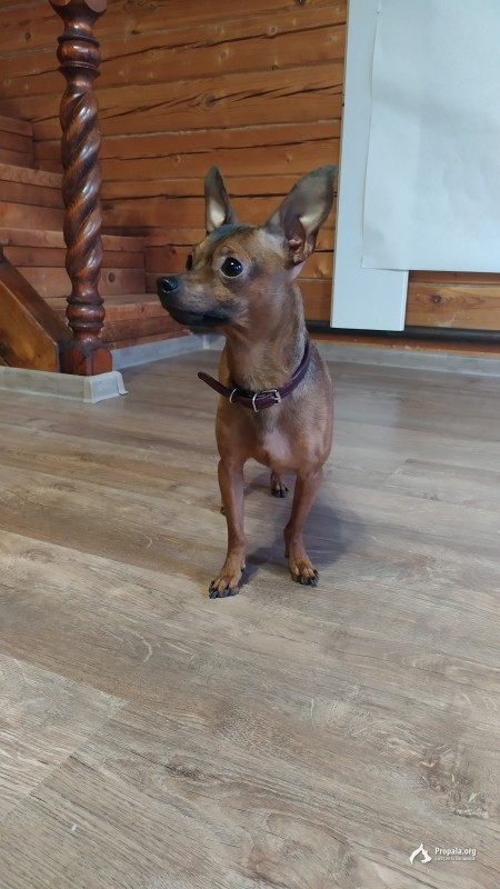 Найден кобель той терьера