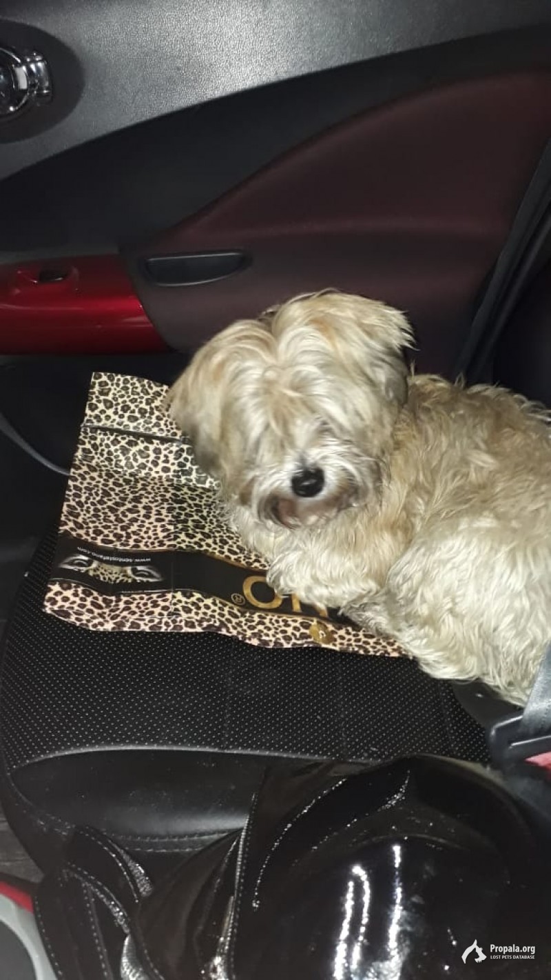 Найдена собачка