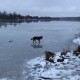Найдена собака в озерках! 