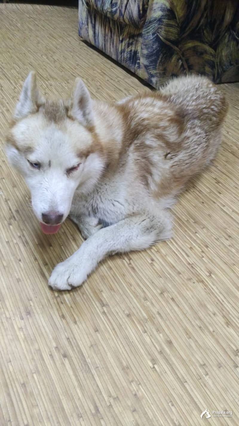 Найден кобель хаски