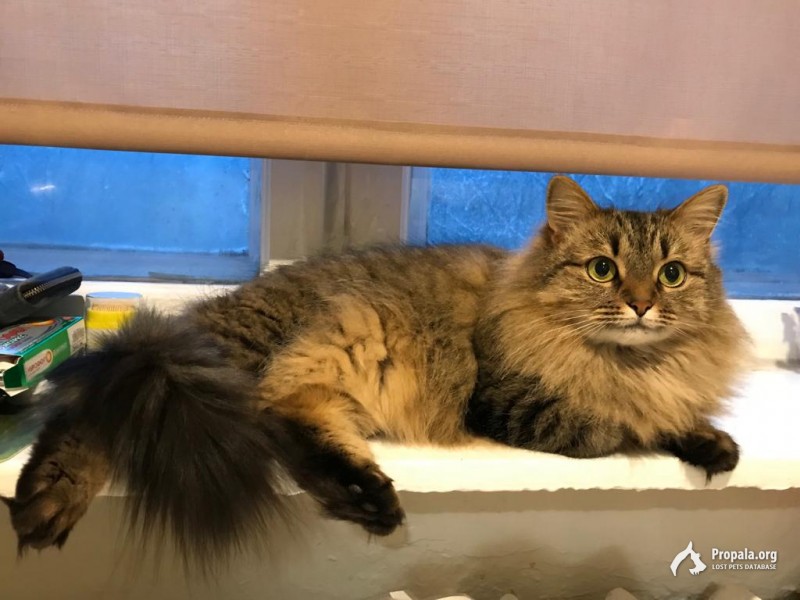 Пропала На Бутырском валу