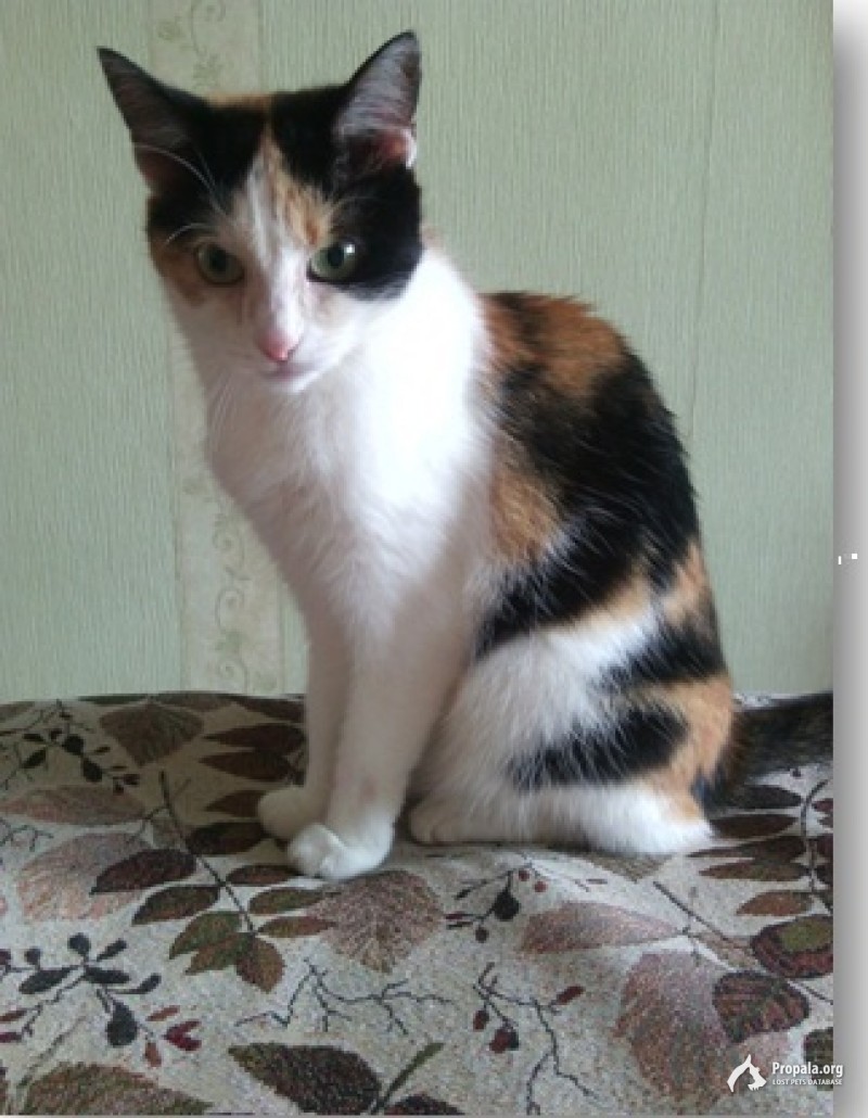 Мезенка, дачи