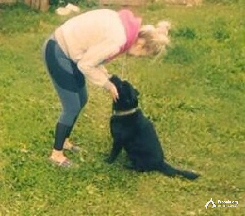 Пропал пес