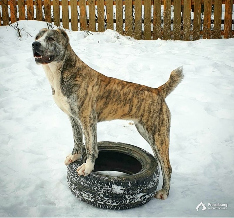 Пропала собака!
