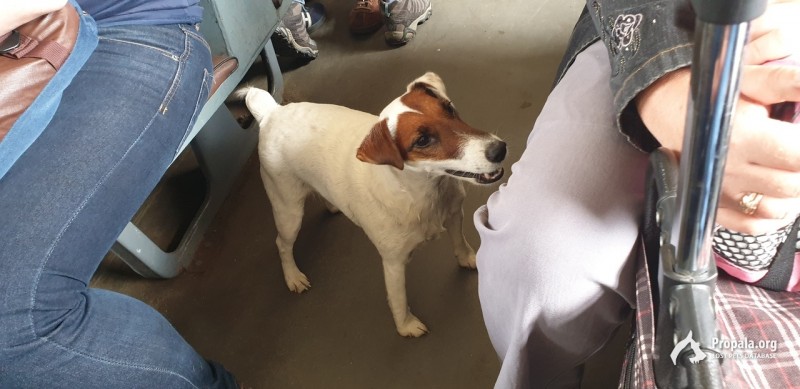 Хозяин найдись!!!