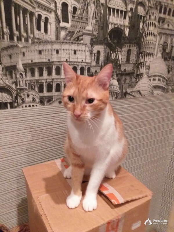 Помогите найти кошку