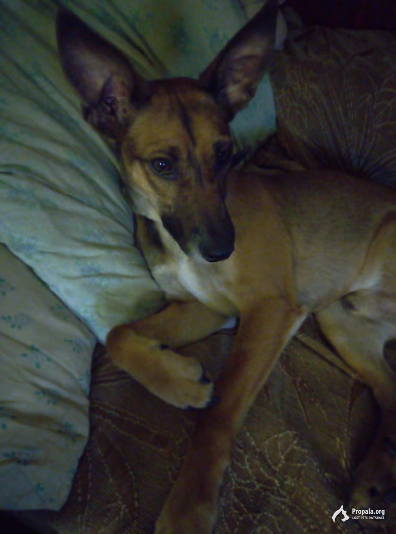 Пропал друг