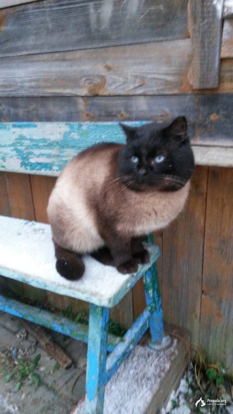 Ищем добрых хозяев для замечательного кота