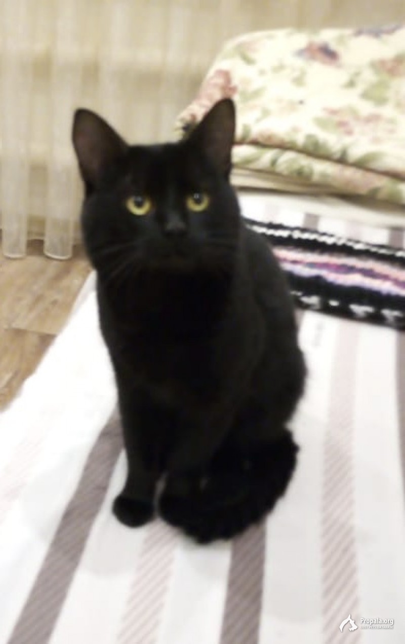 Пропал кот!г.Альметьевск