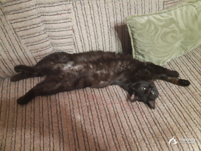 В добрые руки