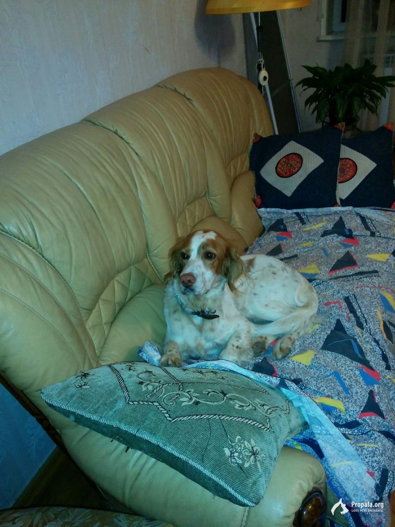 Пропала собака сеттер