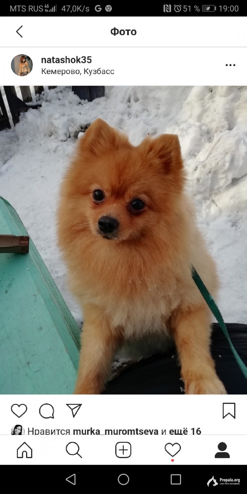 ПРОПАЛА СОБАКА