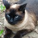 Потерялся тайский кот 