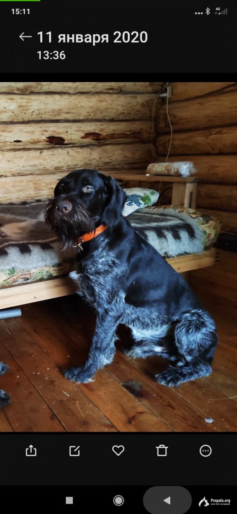 ПРОПАЛА СОБАКА!!!