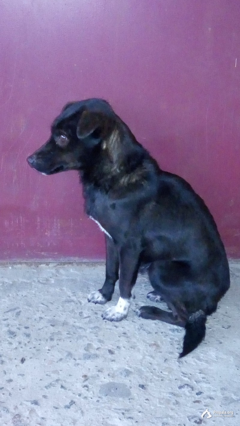 Найдена собака