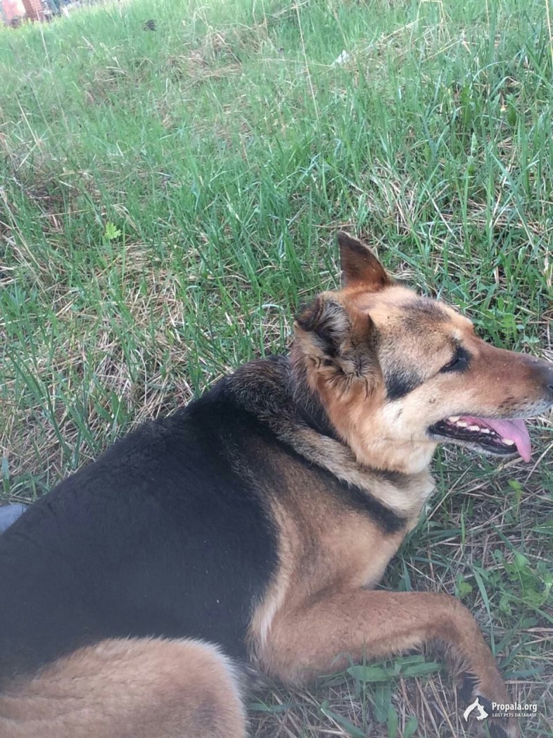 Помогите найти собаку!