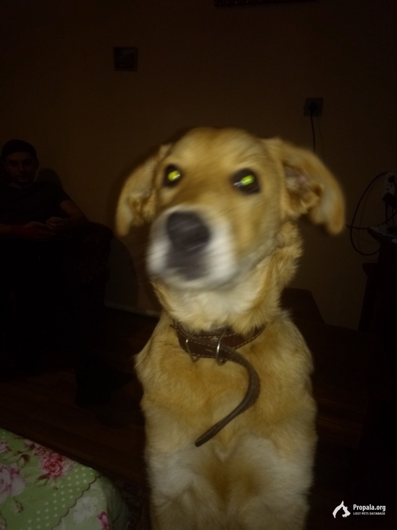 Пропала собака в с. Малая Сердоба