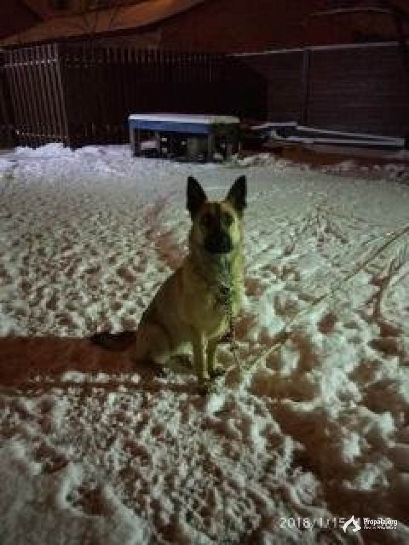 ПРОПАЛА СОБАКА!!!!!!!!!