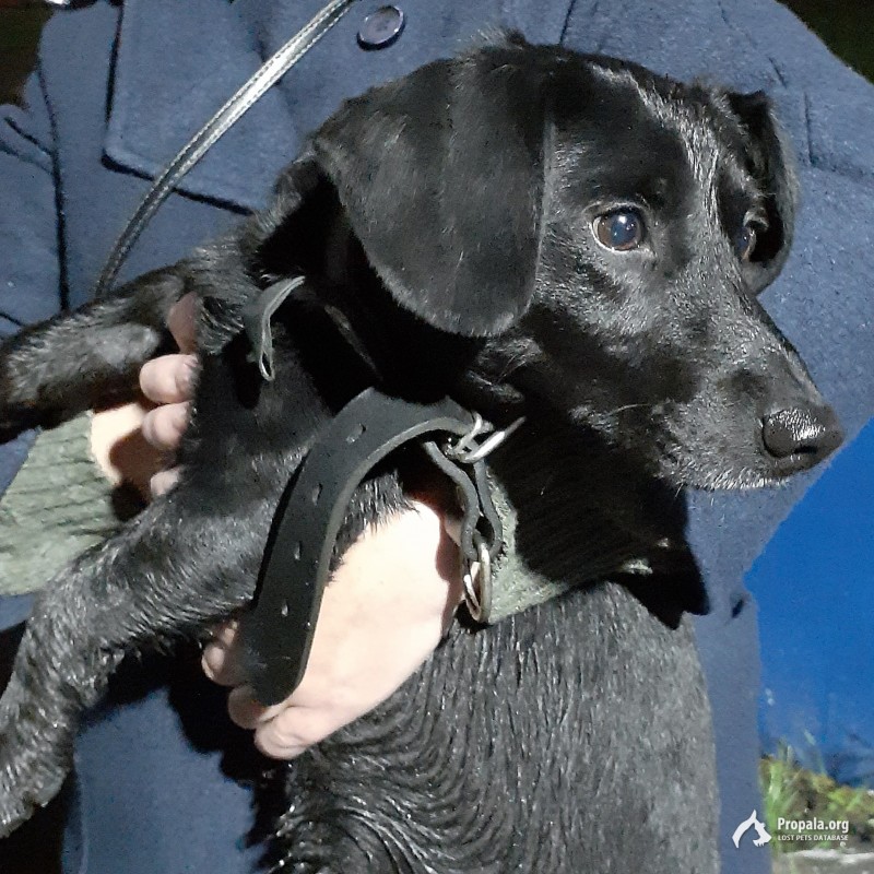 Найден пес,черный,похож на таксу.